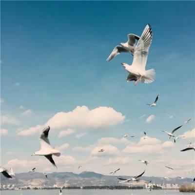 亚博·yaboapp下载